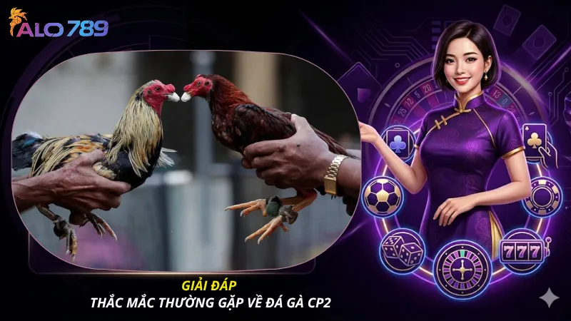 Giải đáp thắc mắc thường gặp về đá gà CP2