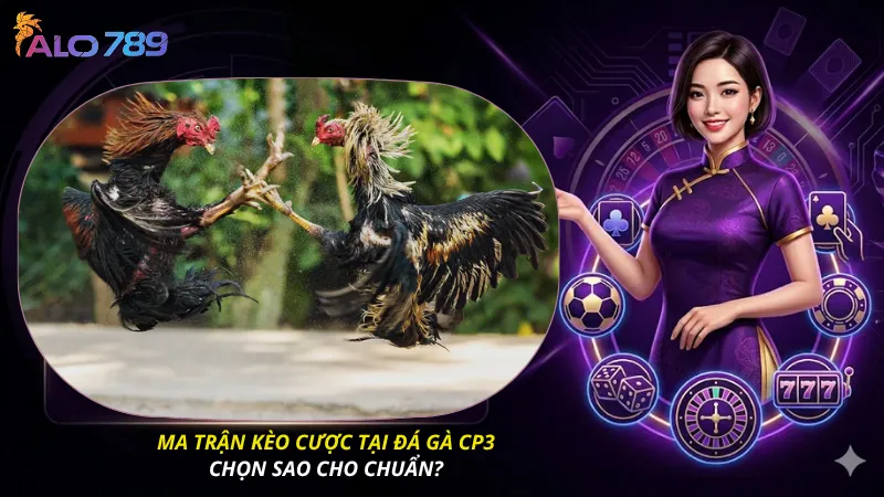 Ma trận kèo cược tại đá gà CP3 – Chọn sao cho chuẩn?